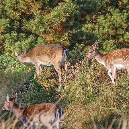 Holiday Tane Hedevej Xii Blåvand